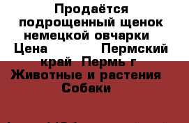 Продаётся подрощенный щенок немецкой овчарки › Цена ­ 3 500 - Пермский край, Пермь г. Животные и растения » Собаки   